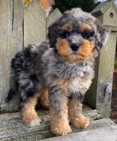 💚 3/4-BRIGHT-BLUE 💚RIGHT EYE, a male Bernedoodle and Miniature Bernedoodle for sale in Raynham, MA – Photo 7 of 10
