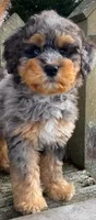 💚 3/4-BRIGHT-BLUE 💚RIGHT EYE, a male Bernedoodle and Miniature Bernedoodle for sale in Raynham, MA – Photo 4 of 10