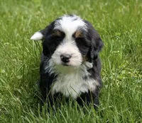 🩵IN BOSTON MASSACHUSETTS🩵MINI BERNEDOODLE🩵, a male Miniature Bernedoodle for sale in Raynham, MA – 2 of 4