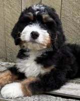 🩶IN BOSTON MASSACHUSETTS AREA🩶MINI BERNEDOODLE🩶, a male Miniature Bernedoodle for sale in Raynham, MA – 8 of 10