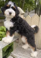 🩵IN BOSTON MASSACHUSETTS🩵MINI BERNEDOODLE🩵, a male Miniature Bernedoodle for sale in Raynham, MA – 4 of 10