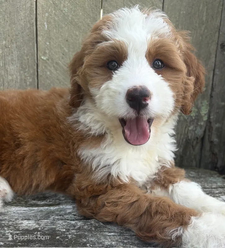 ❤️IN BOSTON MASSACHUSETTS AREA❤️RARE DARK RED❤️MINI BERNEDOODLE GIRL❤️ – Miniature Bernedoodle puppy for sale in Raynham, MA