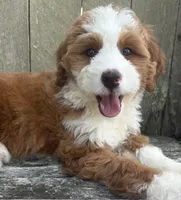 ❤️IN BOSTON MASSACHUSETTS AREA❤️RARE DARK RED❤️MINI BERNEDOODLE GIRL❤️, a female Miniature Bernedoodle for sale in Raynham, MA – 1 of 10