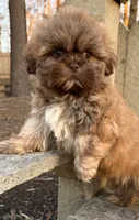 💙CHOCOLATE SHIHTZU💙10-12 LBS, a male Shih Tzu for sale in Raynham, MA – Photo 6 of 10