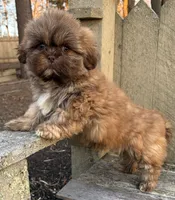 💙CHOCOLATE SHIHTZU💙10-12 LBS, a male Shih Tzu for sale in Raynham, MA – Photo 3 of 10