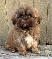 💙CHOCOLATE SHIHTZU💙10-12 LBS, a male Shih Tzu for sale in Raynham, MA – Photo 2 of 10