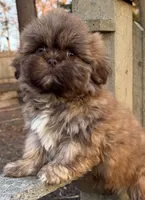 💙CHOCOLATE SHIHTZU💙10-12 LBS, a male Shih Tzu for sale in Raynham, MA – Photo 9 of 10