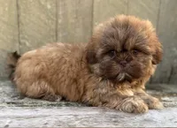 💙CHOCOLATE SHIHTZU💙10-12 LBS, a male Shih Tzu for sale in Raynham, MA – Photo 10 of 10
