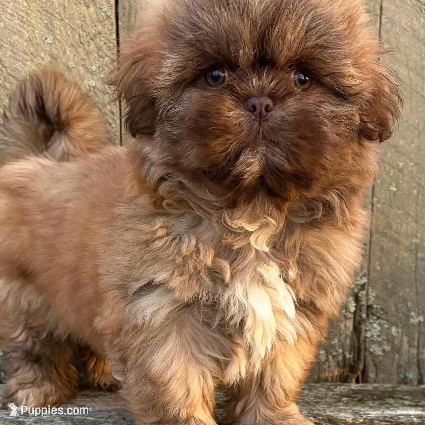 💙CHOCOLATE SHIHTZU💙10-12 LBS