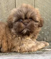 💙CHOCOLATE SHIHTZU💙10-12 LBS, a male Shih Tzu for sale in Raynham, MA – Photo 4 of 10