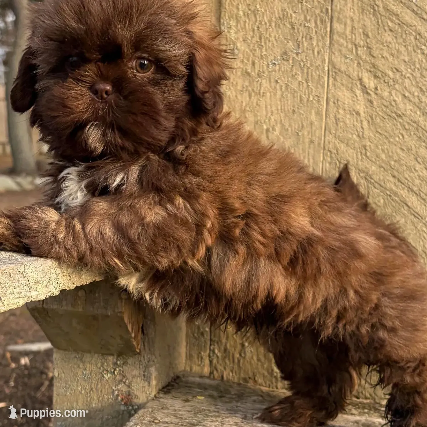 💚CHOCOLATE SHIH TZU 💚BOSTON  MA AREA , a male Shih Tzu for sale in Raynham, MA – Photo 4 of 10