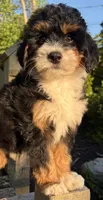 ❤️IN BOSTON MASSACHUSETTS AREA❤️MINI BERNEDOODLE❤️, a female Miniature Bernedoodle for sale in Raynham, MA – 6 of 10