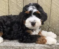 🩵IN BOSTON MASSACHUSETTS🩵MINI BERNEDOODLE🩵, a male Miniature Bernedoodle for sale in Raynham, MA – 10 of 10