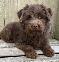 🩷ADORABLE TINY DOODLE GIRL🩷BOSTON MA🩷, a female Miniature Bernedoodle and Newfypoo for sale in Raynham, MA – 5 of 10