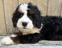 🩵IN BOSTON MASSACHUSETTS AREA🩵MINI BERNEDOODLE🩵, a male Miniature Bernedoodle for sale in Raynham, MA – 4 of 9