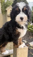 🩷IN BOSTON MASSACHUSETTS🩷TRADITIONAL TRI COLOR🩷MINI BERNEDOODLE GIRL🩷, a female Miniature Bernedoodle for sale in Raynham, MA – 2 of 10