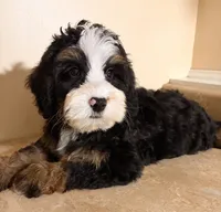 👻IN BOSTON MASSACHUSETTS👻TRADITIONAL TRI COLOR👻MINI BERNEDOODLE BOY👻, a male Miniature Bernedoodle for sale in Raynham, MA – 3 of 3