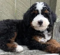 💙IN BOSTON MASSACHUSETTS AREA💙MINI BERNEDOODLE BOY💙, a male Miniature Bernedoodle for sale in Raynham, MA – 6 of 10