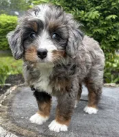 🩷TINY !!!🩷IN BOSTON MASSACHUSETTS AREA🩷BLUE MERLE MINI BERNEDOODLE🩷, a female Miniature Bernedoodle for sale in Raynham, MA – 9 of 10