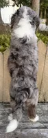 🧡IN BOSTON MASSACHUSETTS AREA🧡BLUE MERLE TRI🧡MINI BERNEDOODLE BOY🧡, a male Miniature Bernedoodle for sale in Raynham, MA – 6 of 10