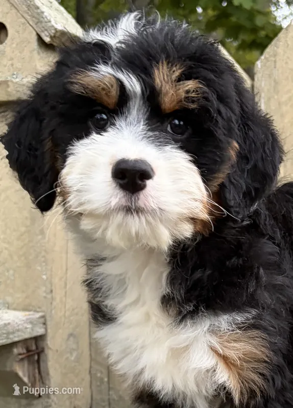💛IN BOSTON MASSACHUSETTS AREA💛MINI BERNEDOODLE GIRL💛 – Miniature Bernedoodle puppy for sale in Raynham, MA