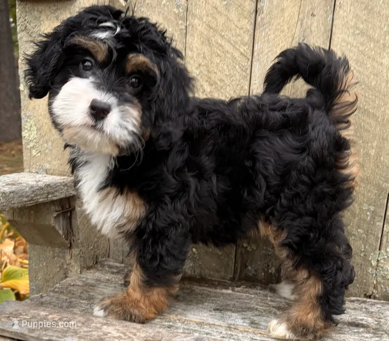 🎃IN BOSTON MASSACHUSETTS🎃TRADITIONAL TRI COLOR🎃MINI BERNEDOODLE GIRL🎃 – Miniature Bernedoodle puppy for sale in Raynham, MA