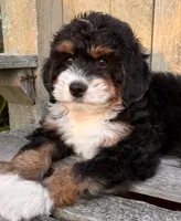 ❤️IN BOSTON MASSACHUSETTS AREA❤️MINI BERNEDOODLE❤️, a female Miniature Bernedoodle for sale in Raynham, MA – 7 of 10
