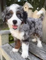 🧡IN BOSTON MASSACHUSETTS AREA🧡BLUE MERLE TRI🧡MINI BERNEDOODLE BOY🧡, a male Miniature Bernedoodle for sale in Raynham, MA – 7 of 10