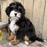 🎃IN BOSTON MASSACHUSETTS🎃TRADITIONAL TRI COLOR🎃MINI BERNEDOODLE GIRL🎃, a female Miniature Bernedoodle for sale in Raynham, MA – 5 of 10