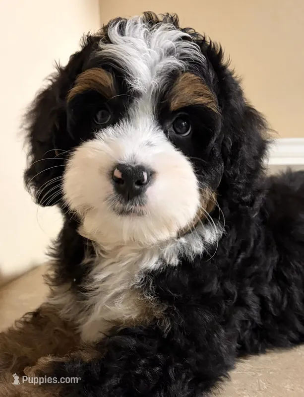 🎃IN BOSTON MASSACHUSETTS🎃TRADITIONAL TRI COLOR🎃MINI BERNEDOODLE BOY🎃 – Miniature Bernedoodle puppy for sale in Raynham, MA