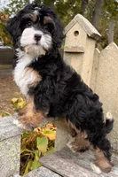 🎃IN BOSTON MASSACHUSETTS🎃TRADITIONAL TRI COLOR🎃MINI BERNEDOODLE GIRL🎃, a female Miniature Bernedoodle for sale in Raynham, MA – 10 of 10