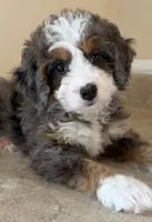 💛TINY !!!💛IN BOSTON MASSACHUSETTS AREA💛BLUE MERLE MINI BERNEDOODLE💛, a female Miniature Bernedoodle for sale in Raynham, MA – 4 of 4