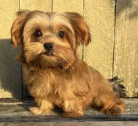 💙IN BOSTON MASSACHUSETTS AREA💙ADORABLE SHORKIE BOY💙WILL BE SMALL💙, a male Shih Tzu and Yorkshire Terrier for sale in Raynham, MA – 5 of 10