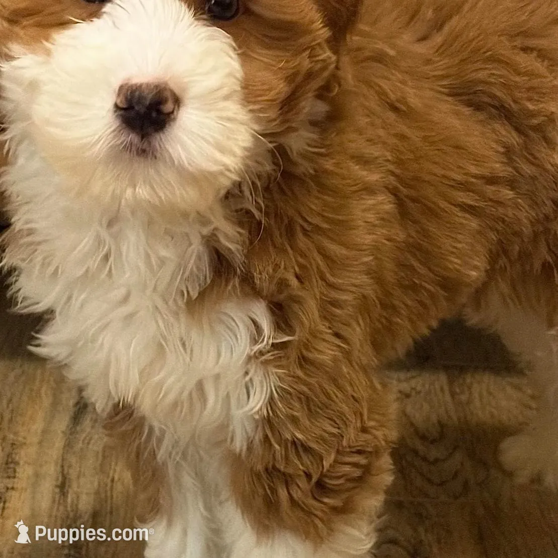 💙MINI BERNEDOODLE 💙BOSTON MA AREA, a male Bernedoodle and Miniature Bernedoodle for sale in Raynham, MA – Photo 5 of 10