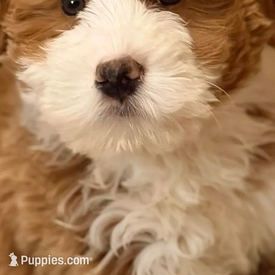 💙MINI BERNEDOODLE 💙BOSTON MA AREA, a male Bernedoodle and Miniature Bernedoodle for sale in Raynham, MA – Photo 8 of 10