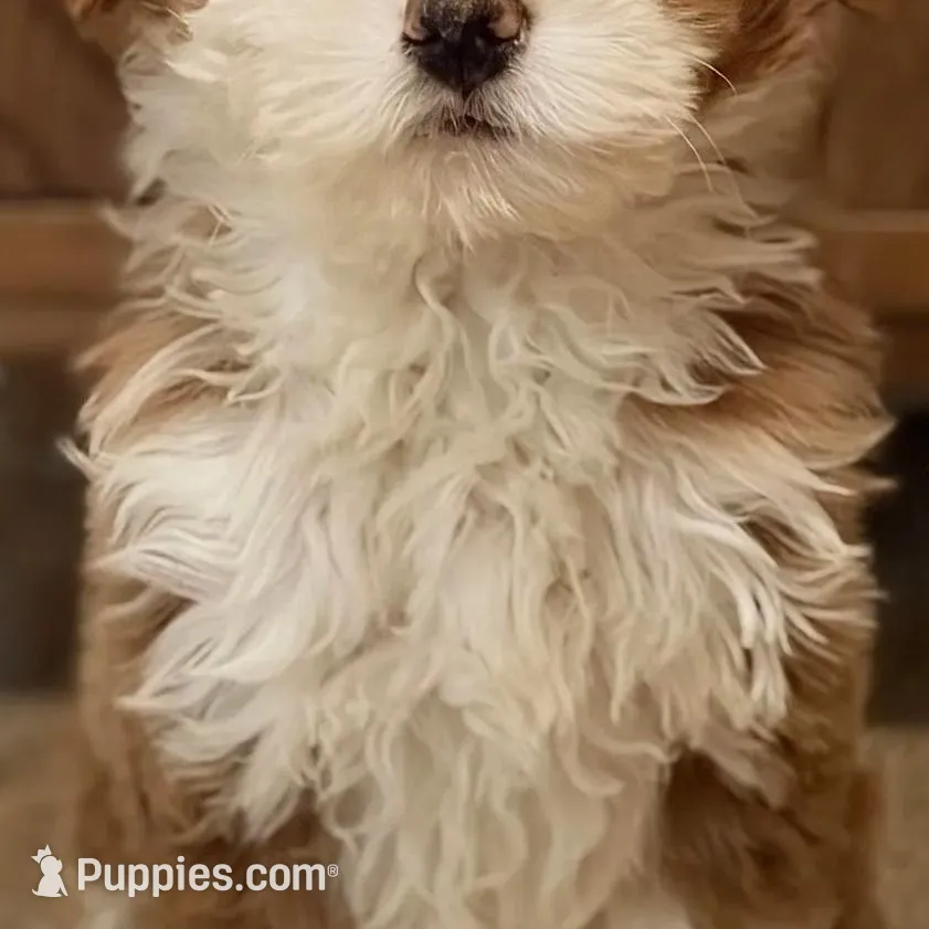 💙MINI BERNEDOODLE 💙BOSTON MA AREA, a male Bernedoodle and Miniature Bernedoodle for sale in Raynham, MA – Photo 6 of 10