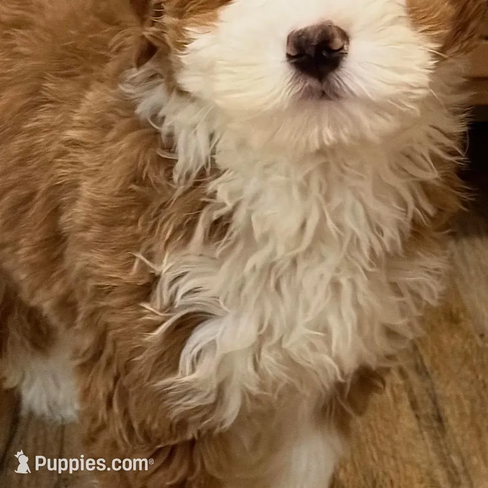 💙MINI BERNEDOODLE 💙BOSTON MA AREA, a male Bernedoodle and Miniature Bernedoodle for sale in Raynham, MA – Photo 9 of 10
