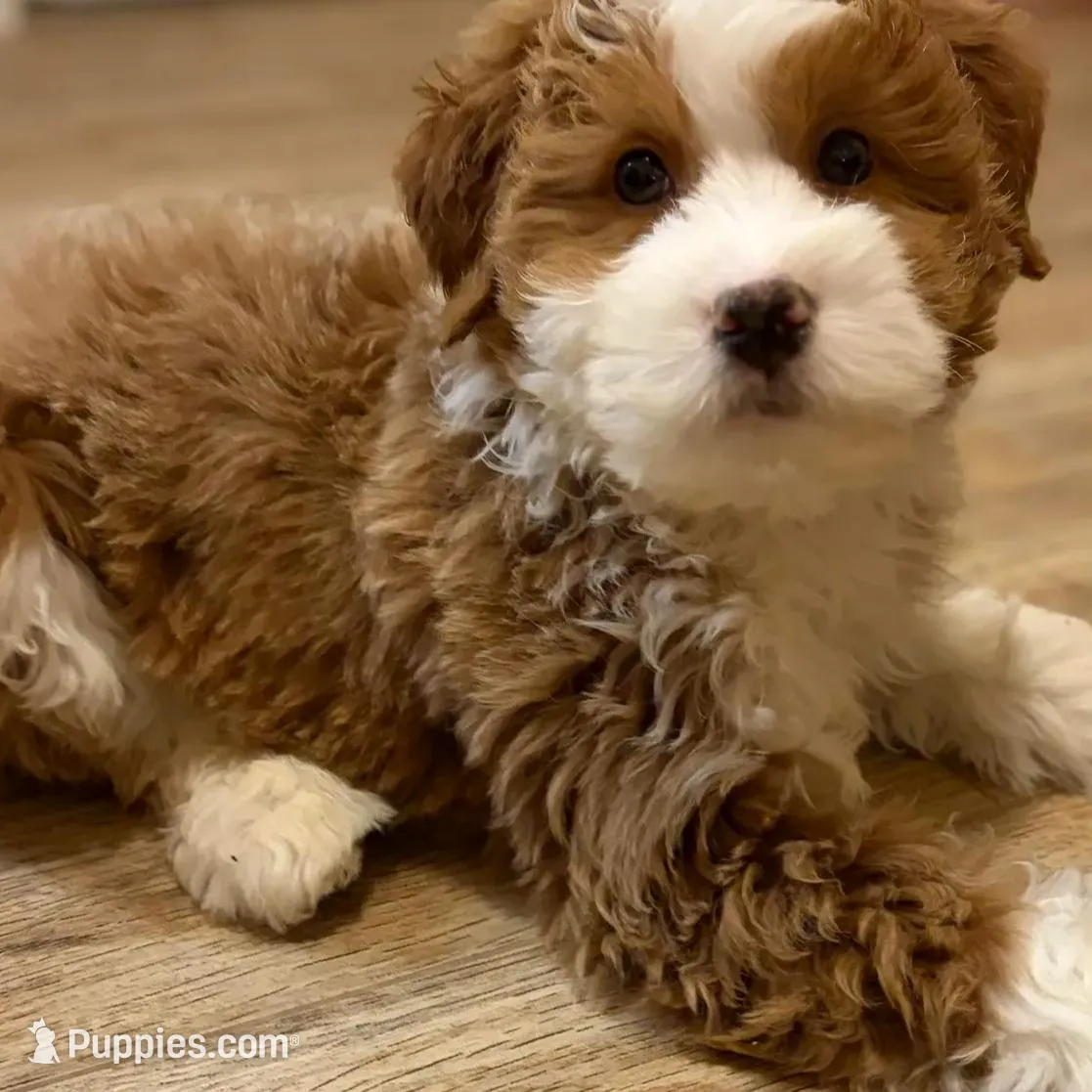 💙MINI BERNEDOODLE 💙BOSTON MA AREA, a male Bernedoodle and Miniature Bernedoodle for sale in Raynham, MA – Photo 4 of 10