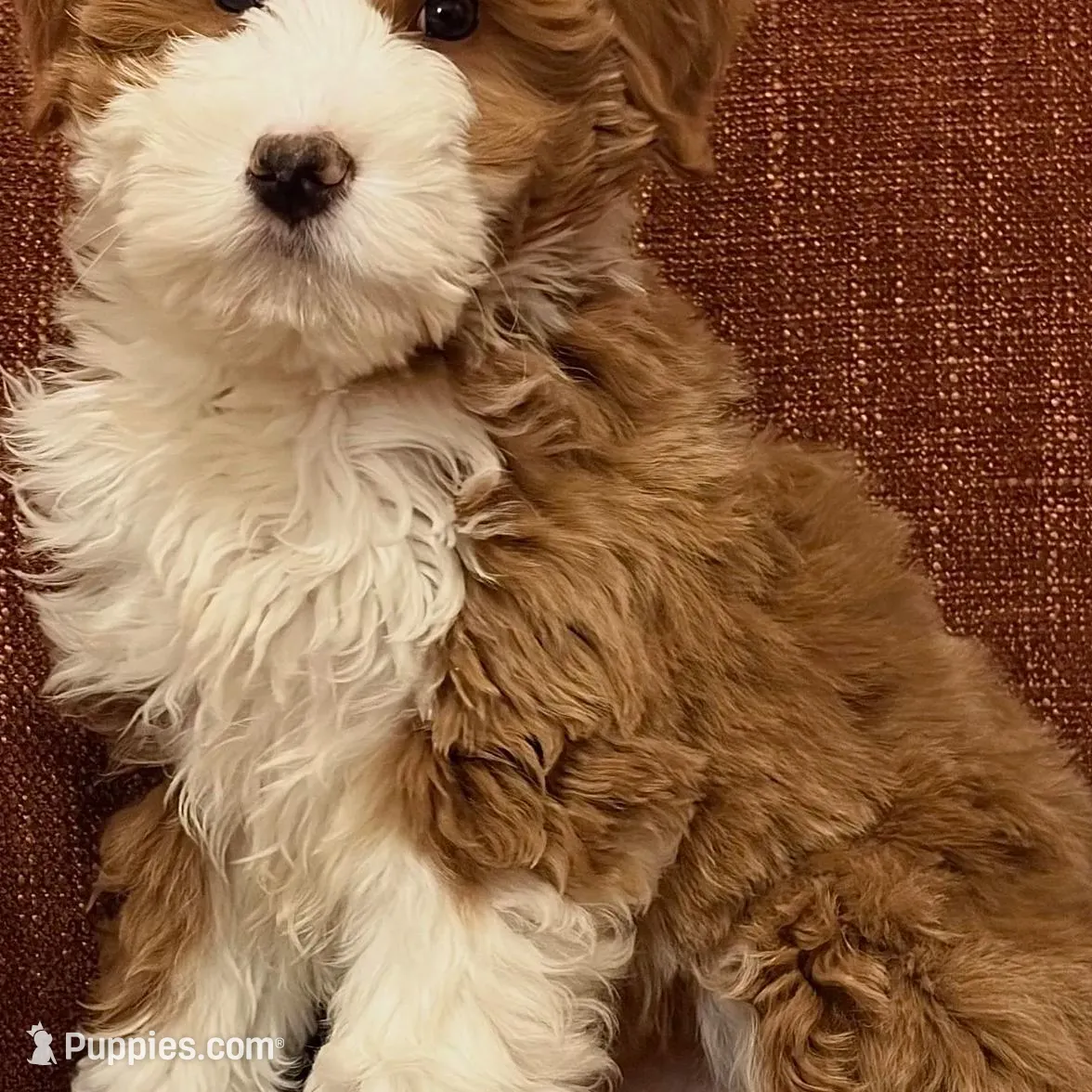 💙MINI BERNEDOODLE 💙BOSTON MA AREA, a male Bernedoodle and Miniature Bernedoodle for sale in Raynham, MA – Photo 3 of 10
