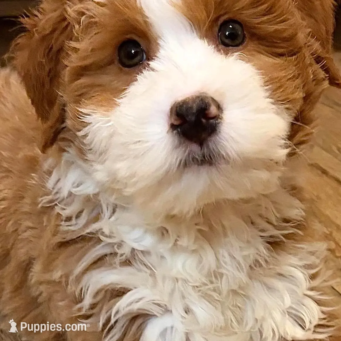 💙MINI BERNEDOODLE 💙BOSTON MA AREA