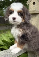 🧡PETITE !!!🧡IN BOSTON MASSACHUSETTS AREA🧡BLUE MERLE MINI BERNEDOODLE🧡, a female Miniature Bernedoodle for sale in Raynham, MA – 9 of 9