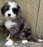 💜TINY !!!💜IN BOSTON MASSACHUSETTS AREA💜BLUE MERLE MINI BERNEDOODLE💜, a female Miniature Bernedoodle for sale in Raynham, MA – 3 of 10