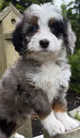 💜TINY !!!💜IN BOSTON MASSACHUSETTS AREA💜BLUE MERLE MINI BERNEDOODLE💜, a female Miniature Bernedoodle for sale in Raynham, MA – 10 of 10