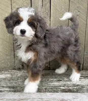 💚PETITE !!!💚IN BOSTON MASSACHUSETTS AREA💚MINI BERNEDOODLE💚, a female Miniature Bernedoodle for sale in Raynham, MA – 8 of 9