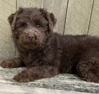 🩷ADORABLE TINY DOODLE GIRL🩷BOSTON MA🩷, a female Miniature Bernedoodle and Newfypoo for sale in Raynham, MA – 9 of 10