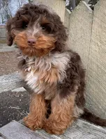 🧡 RARE DARK 🧡CHOCOLATE MERLE, a male Bernedoodle and Miniature Bernedoodle for sale in Raynham, MA – Photo 8 of 10