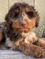 🧡 RARE DARK 🧡CHOCOLATE MERLE, a male Bernedoodle and Miniature Bernedoodle for sale in Raynham, MA – Photo 1 of 10