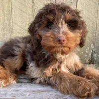 🧡 RARE DARK 🧡CHOCOLATE MERLE, a male Bernedoodle and Miniature Bernedoodle for sale in Raynham, MA – Photo 9 of 10