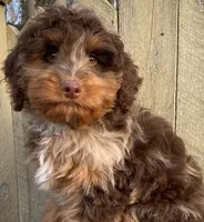 🧡 RARE DARK 🧡CHOCOLATE MERLE, a male Bernedoodle and Miniature Bernedoodle for sale in Raynham, MA – Photo 5 of 10