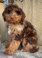 🧡 RARE DARK 🧡CHOCOLATE MERLE, a male Bernedoodle and Miniature Bernedoodle for sale in Raynham, MA – Photo 2 of 10